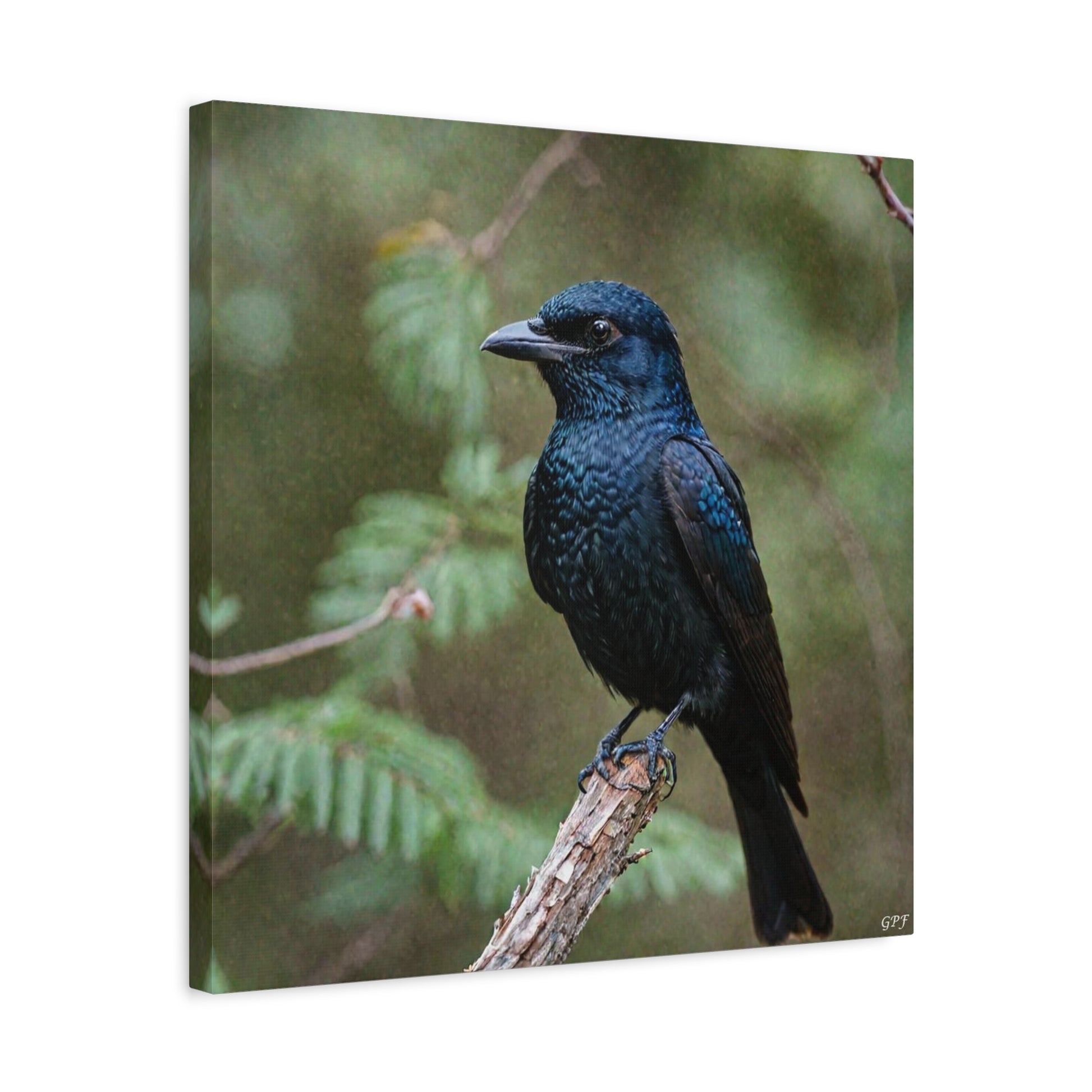 Spangled Drongo (0113) - Great Pictures Framed