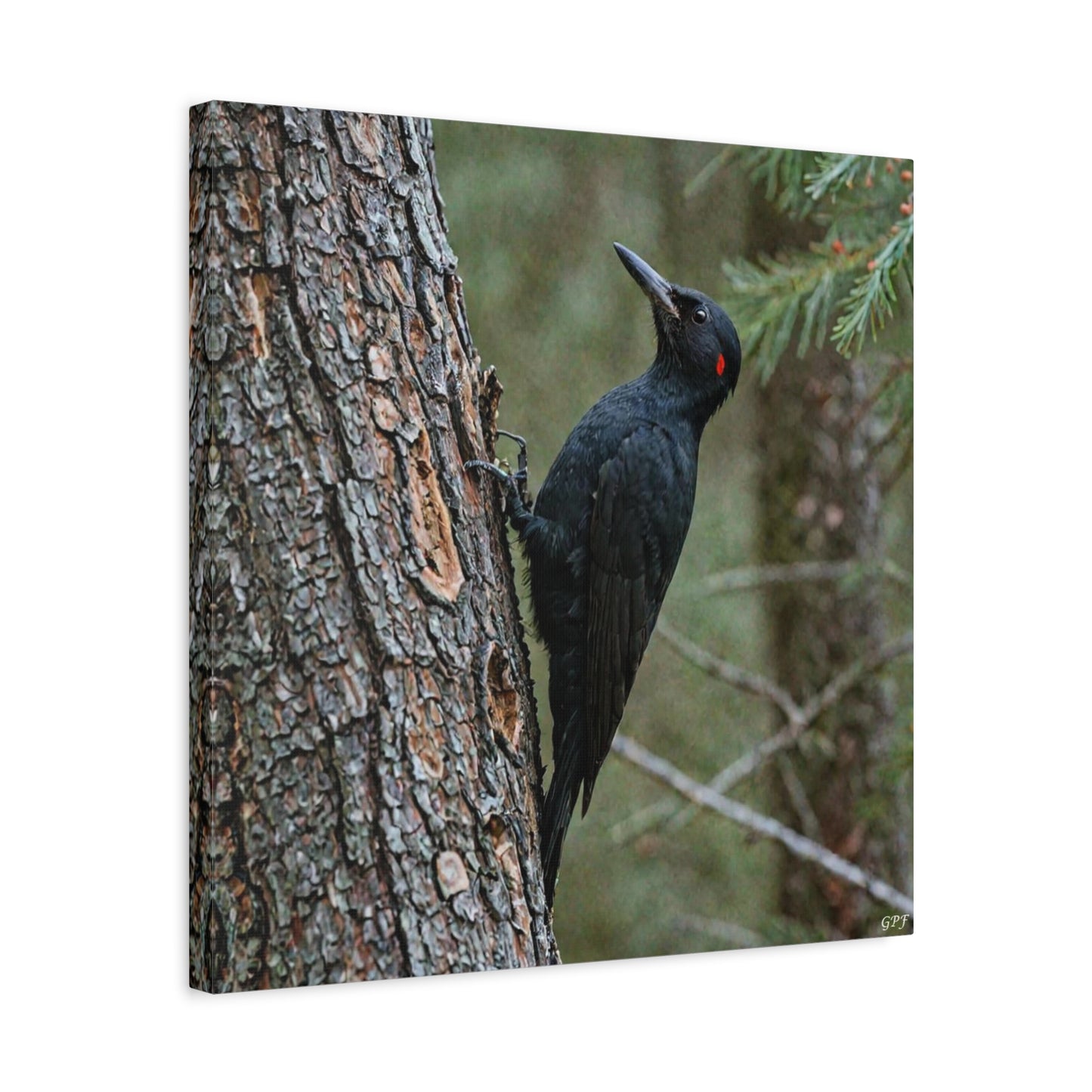 Black Woodpecker (0126) - Great Pictures Framed