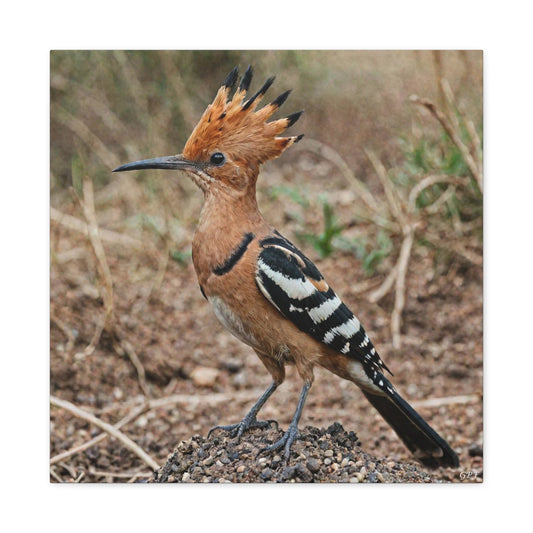 African Hoopoe (0007) - Great Pictures Framed