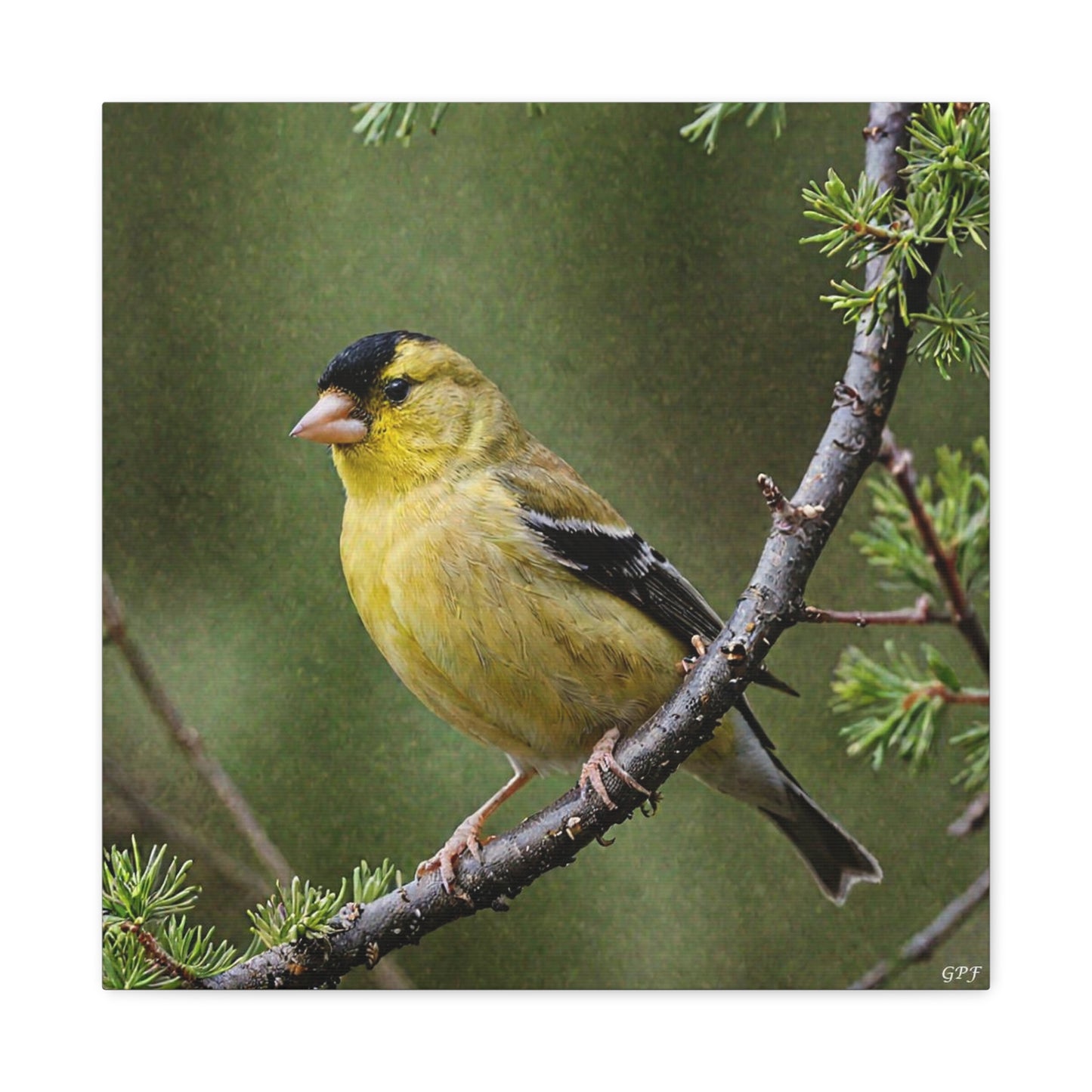American Goldfinch (0162) - Great Pictures Framed