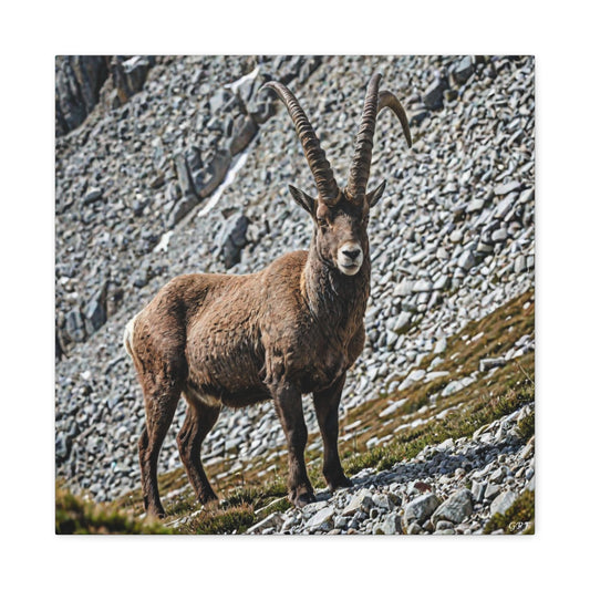 Alpine Ibex (137) - Great Pictures Framed