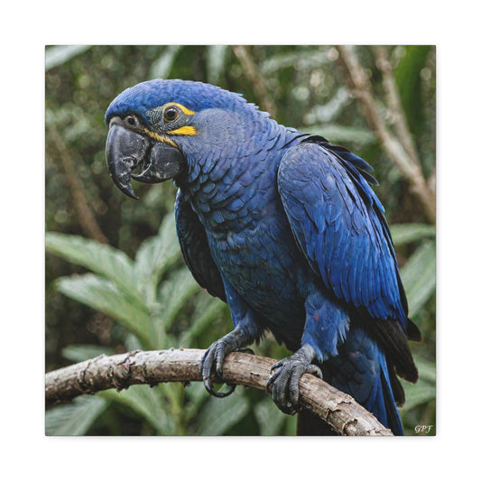 Hyacinth Macaw (0221) - Great Pictures Framed