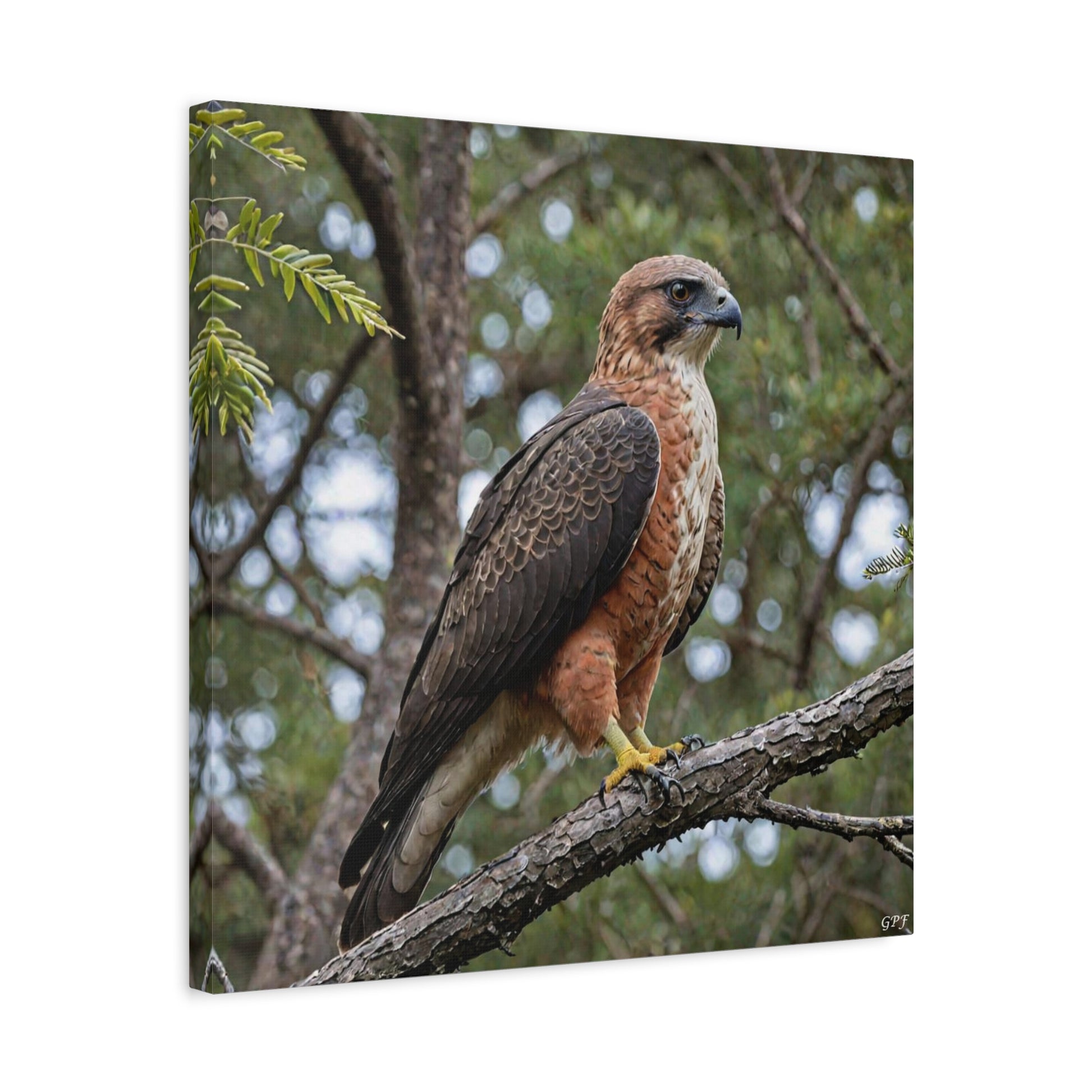 Rufous-bellied Eagle (0072) - Great Pictures Framed