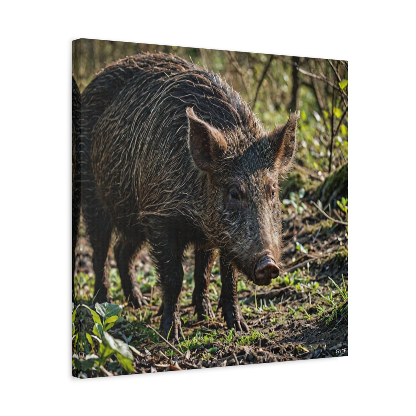 Wild Boar (130) - Great Pictures Framed