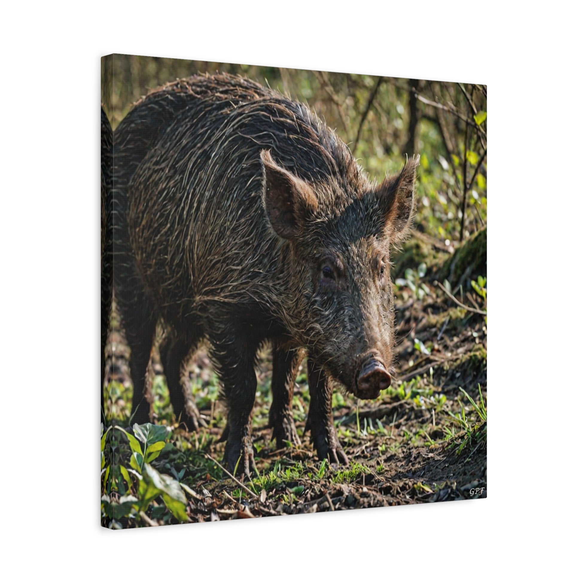 Wild Boar (130) - Great Pictures Framed