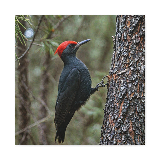 Magellanic Woodpecker (0224) - Great Pictures Framed
