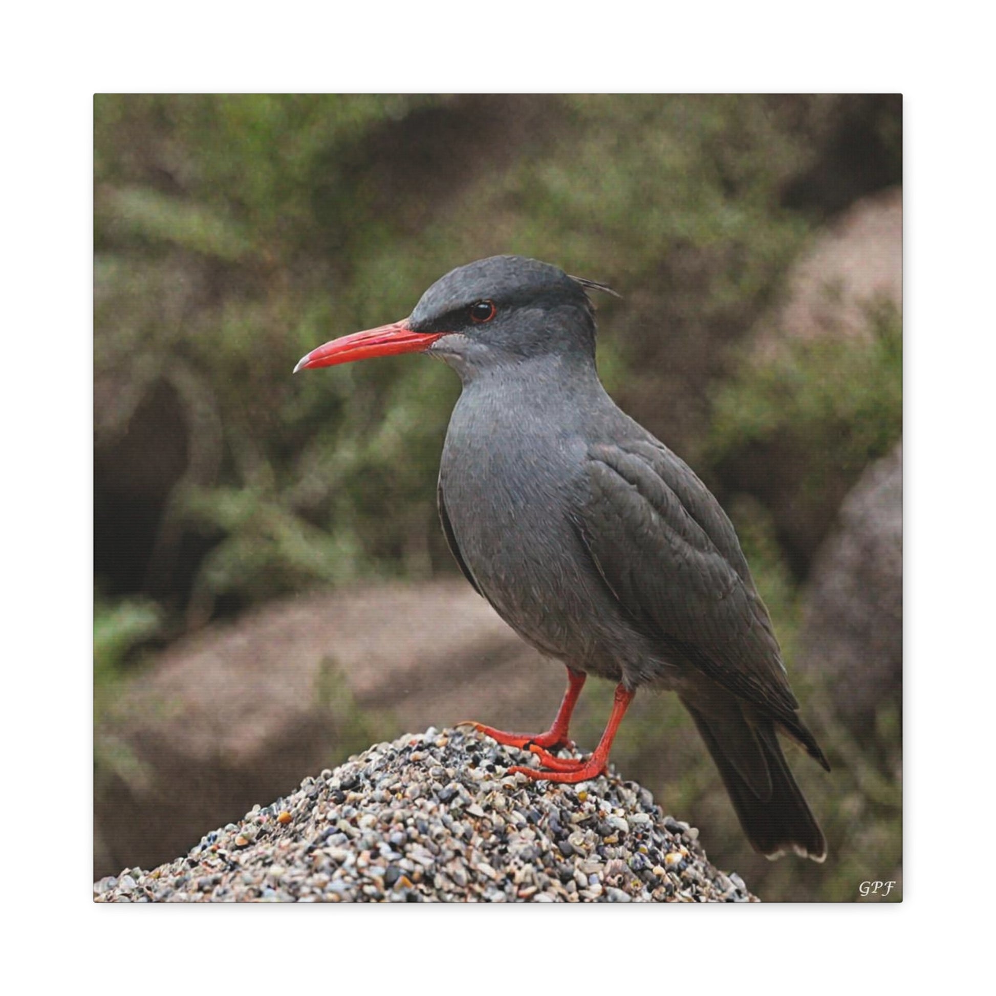 Inca Tern (0222) - Great Pictures Framed