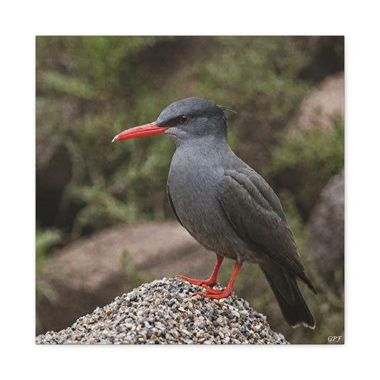Inca Tern (0222) - Great Pictures Framed