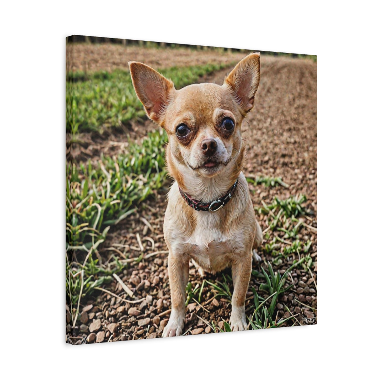 Chihuahua (041) - Great Pictures Framed