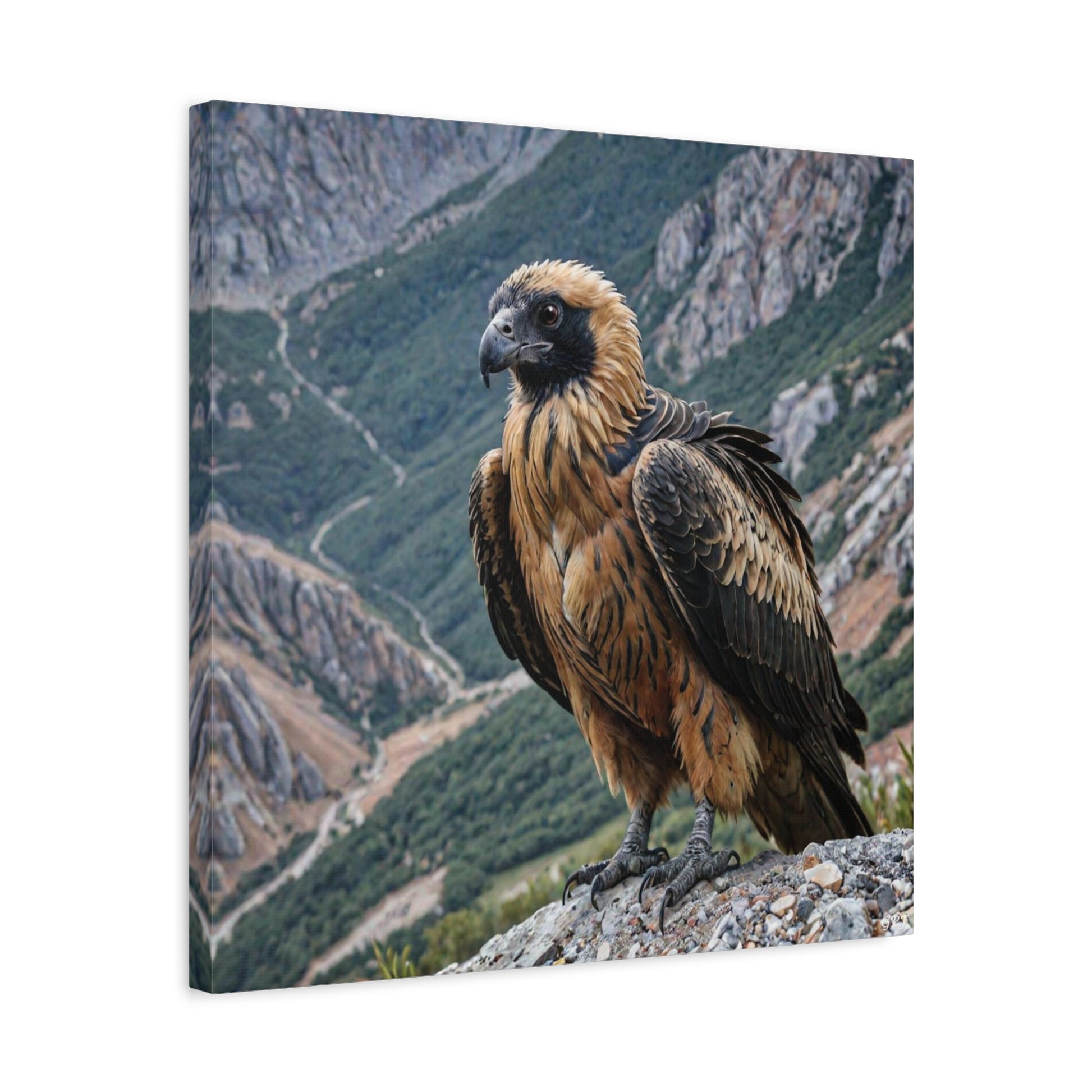 Bearded Vulture (150) - Great Pictures Framed