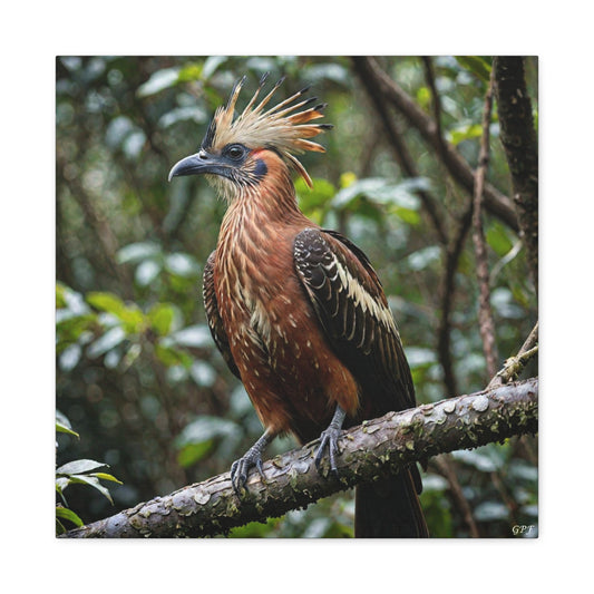Hoatzin (0216) - Great Pictures Framed