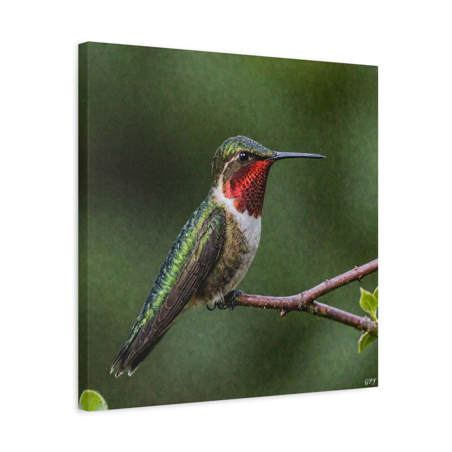 Ruby-throated Hummingbird (0190) - Great Pictures Framed