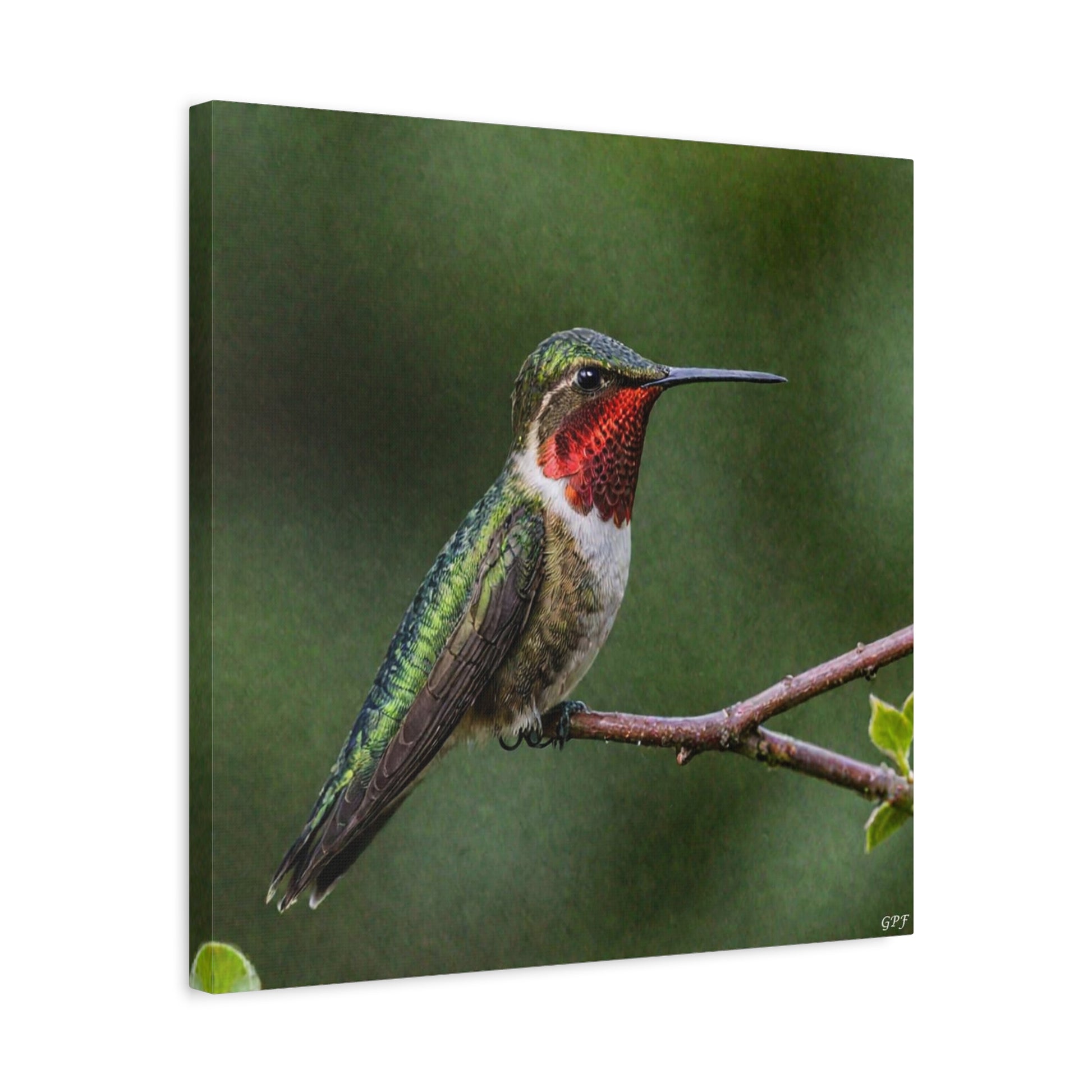 Ruby-throated Hummingbird (0190) - Great Pictures Framed