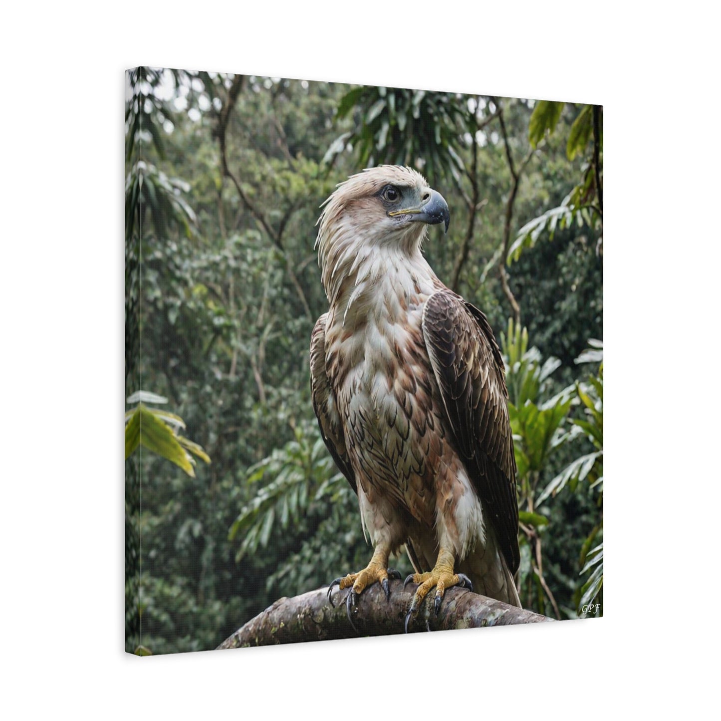 Philippine Eagle (0068) - Great Pictures Framed