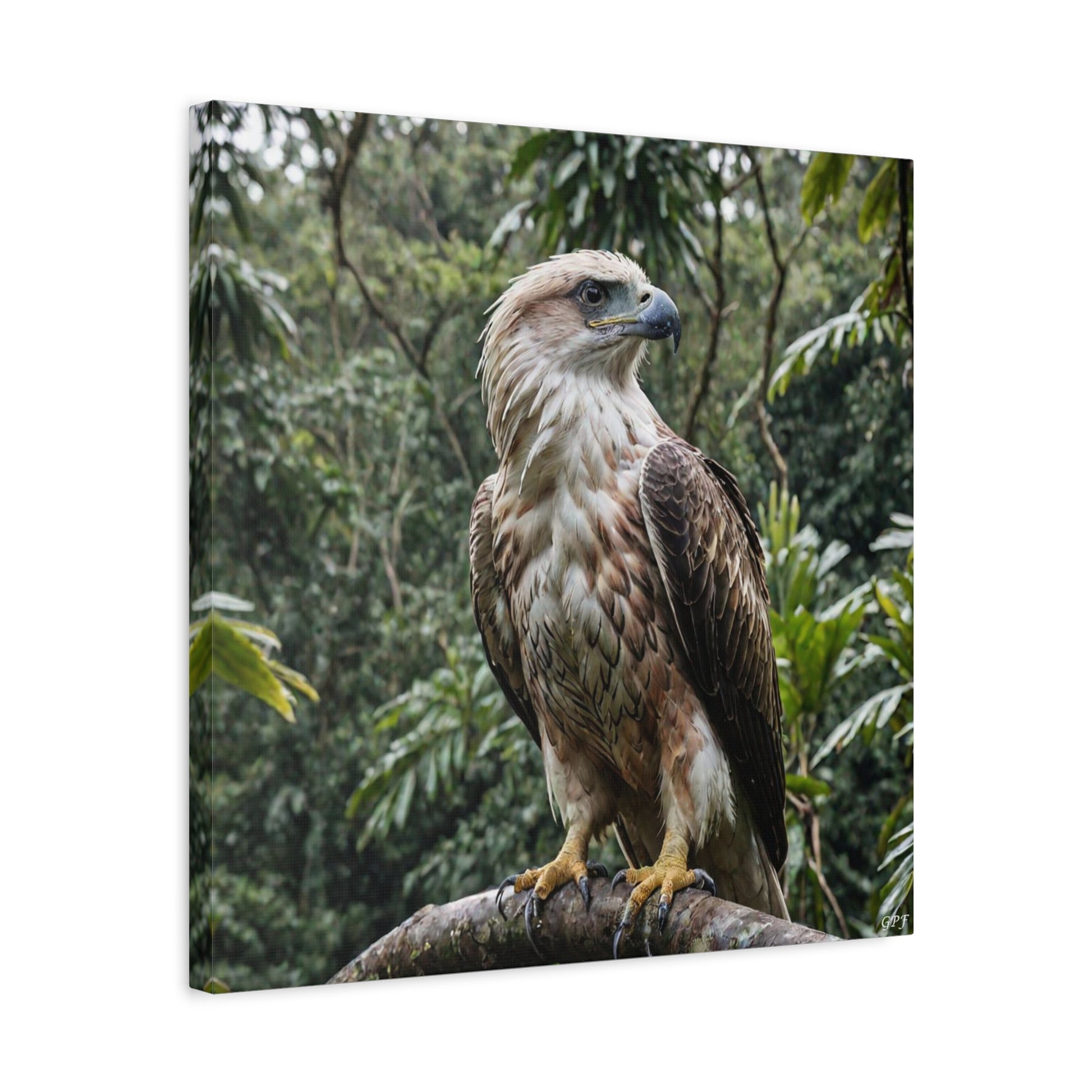 Philippine Eagle (0068) - Great Pictures Framed