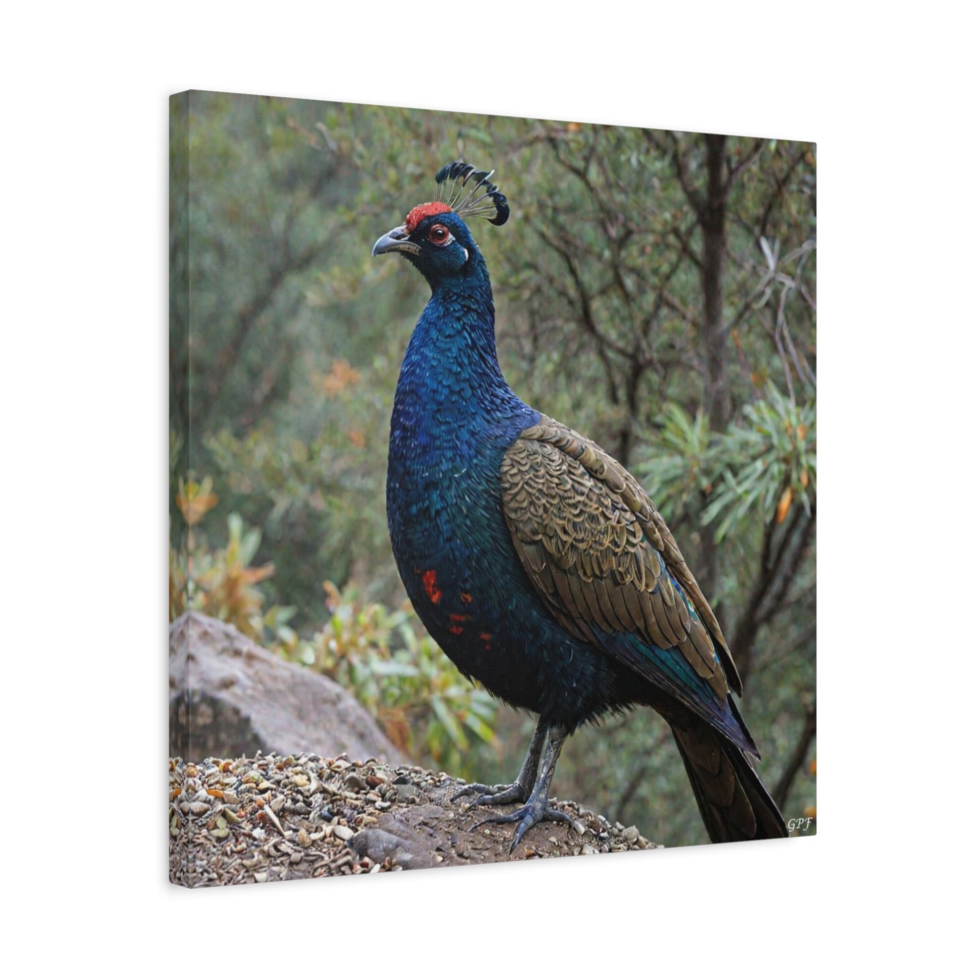 Himalayan Monal (0055) - Great Pictures Framed