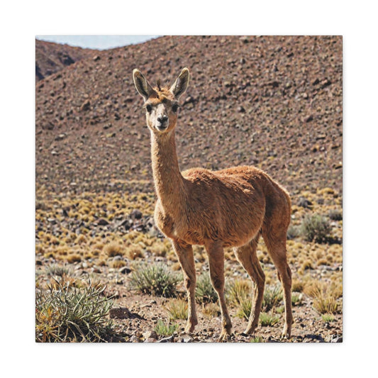 Vicuña (106) - Great Pictures Framed