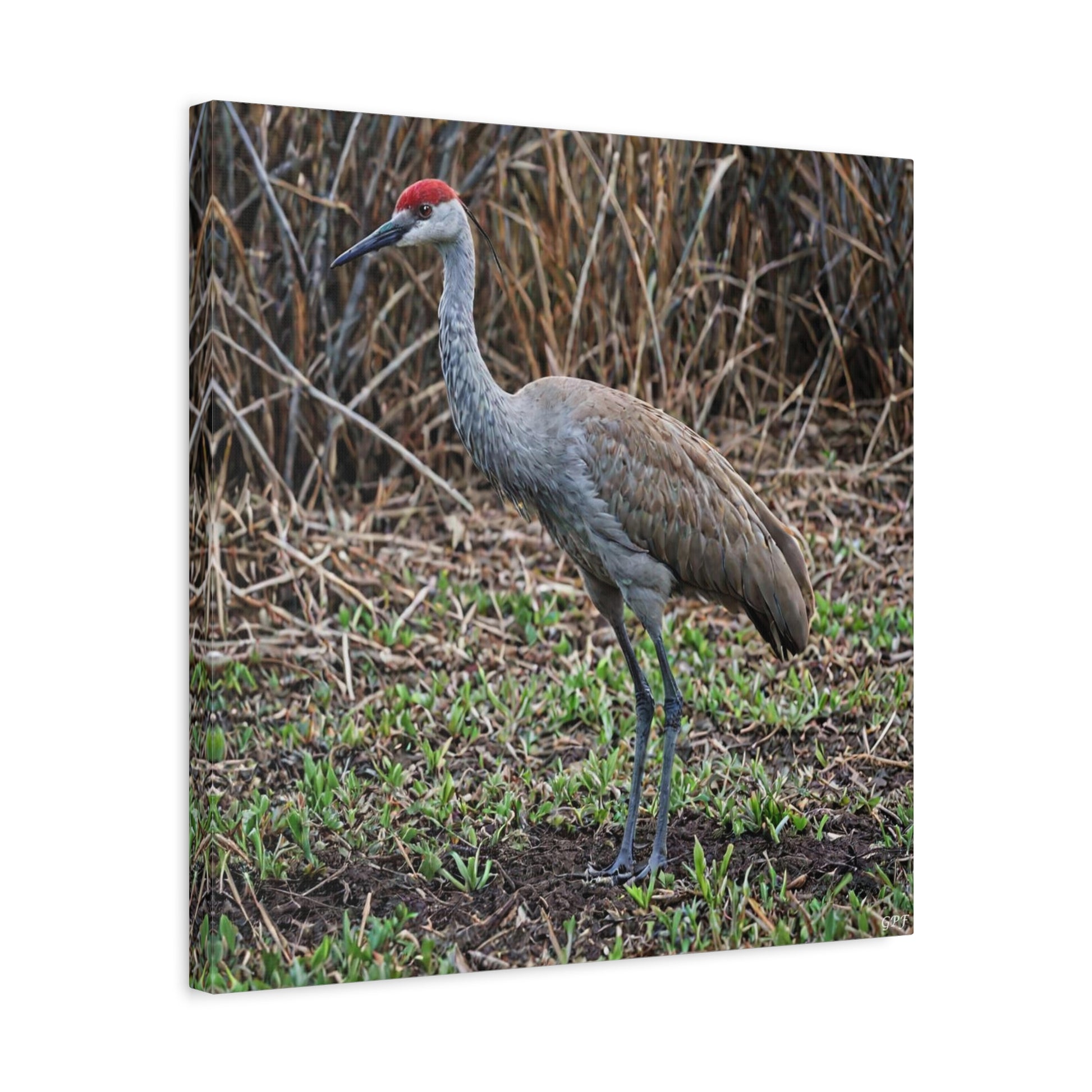 Sandhill Crane (0191) - Great Pictures Framed
