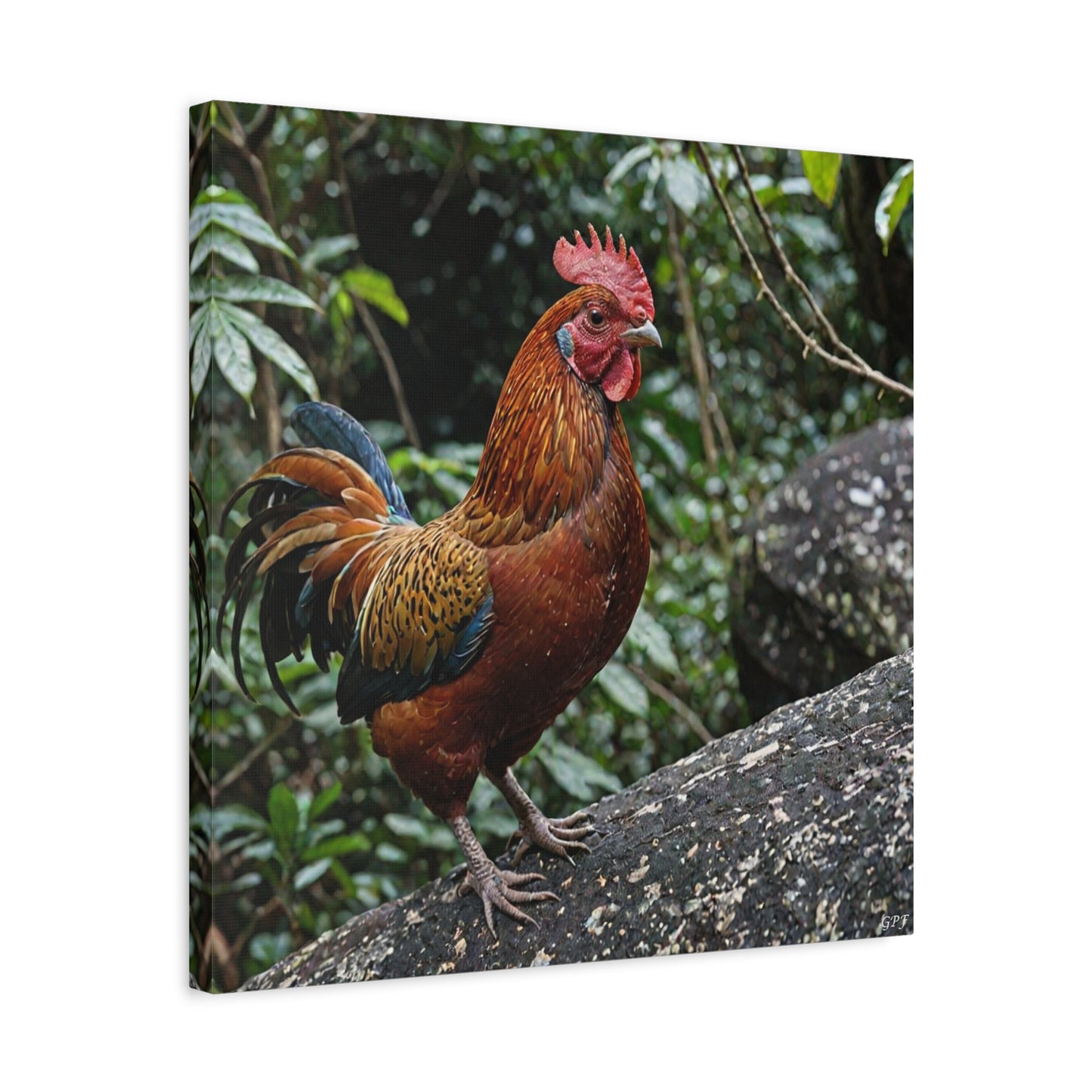 Guianan Cock-of-the-rock (0213) - Great Pictures Framed