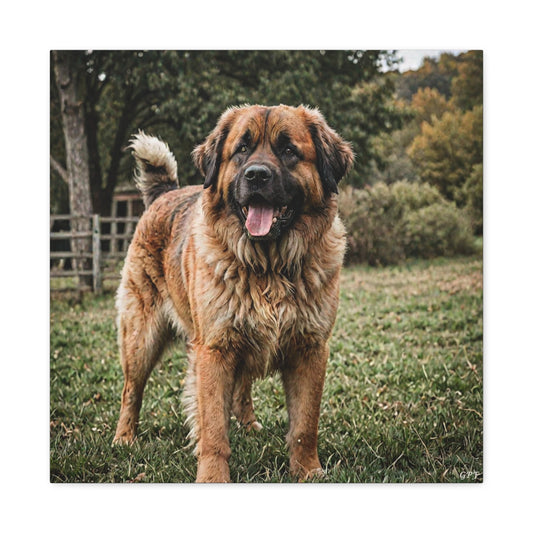 Leonberger (064) - Great Pictures Framed