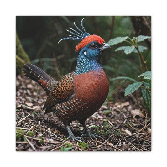 Satyr Tragopan (0074) - Great Pictures Framed