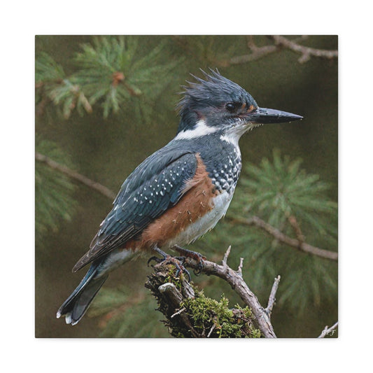 Belted Kingfisher (0168) - Great Pictures Framed