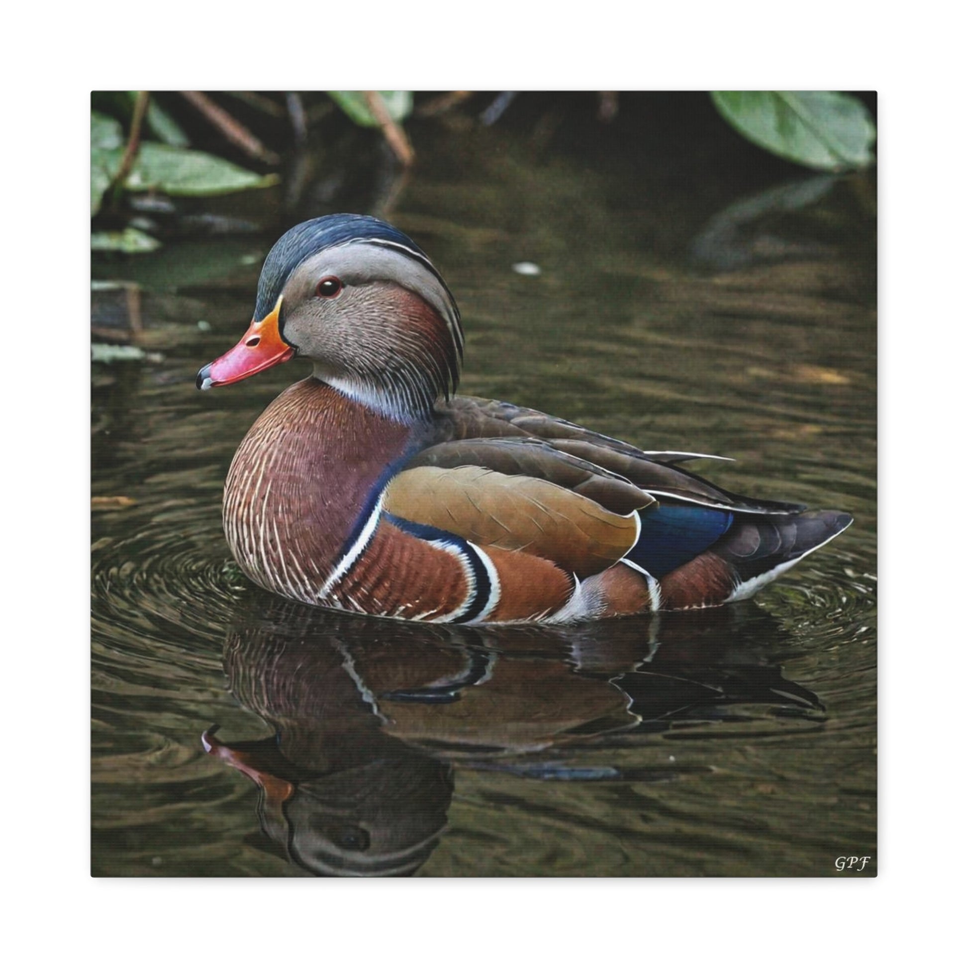 Mandarin Duck (0063) - Great Pictures Framed