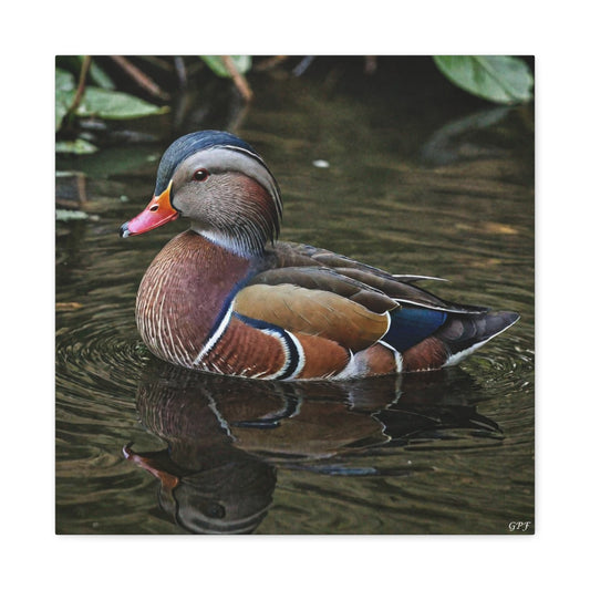 Mandarin Duck (0063) - Great Pictures Framed