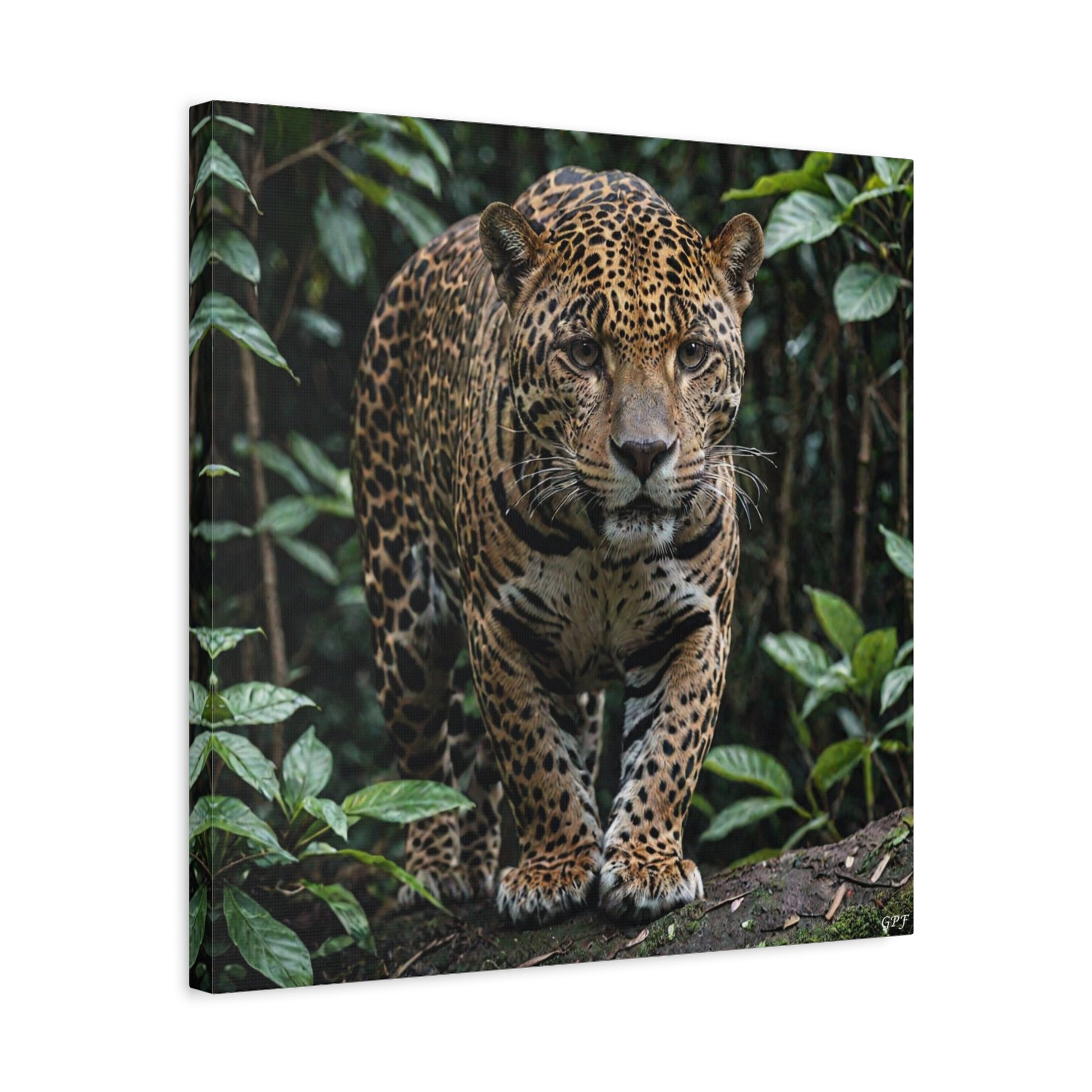 Jaguar (081) - Great Pictures Framed