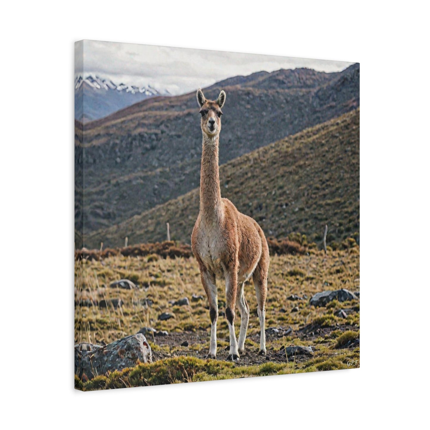Guanaco (098) - Great Pictures Framed
