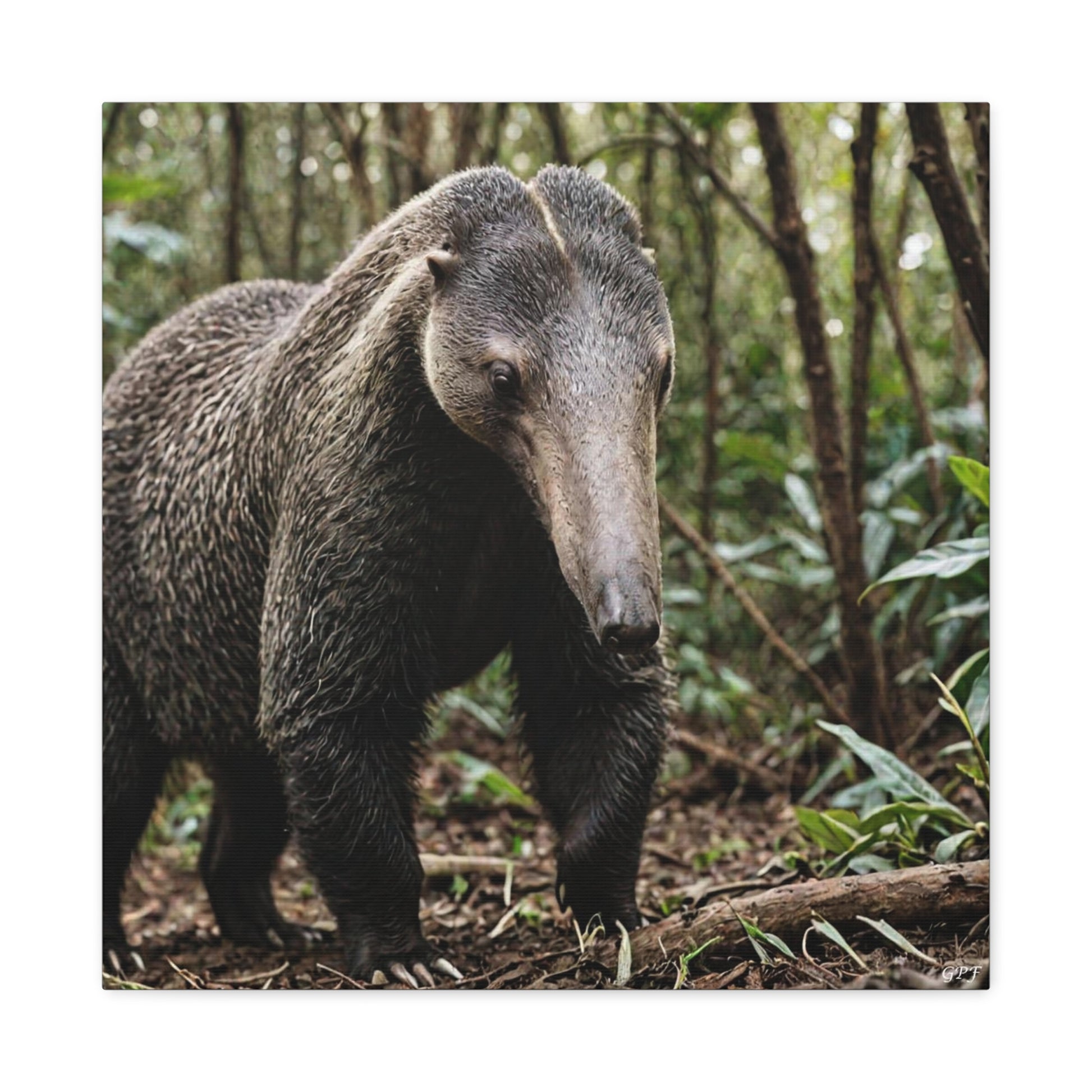Giant Anteater (101) - Great Pictures Framed