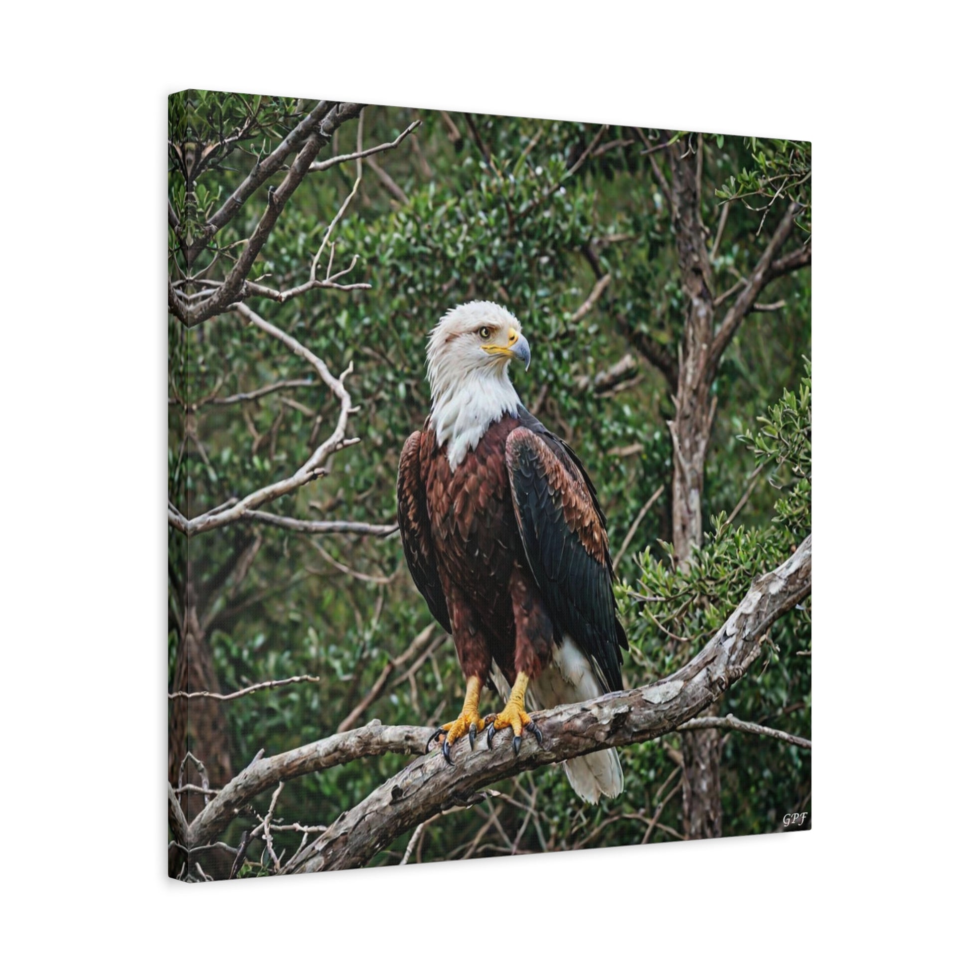 African Fish Eagle (0003) - Great Pictures Framed
