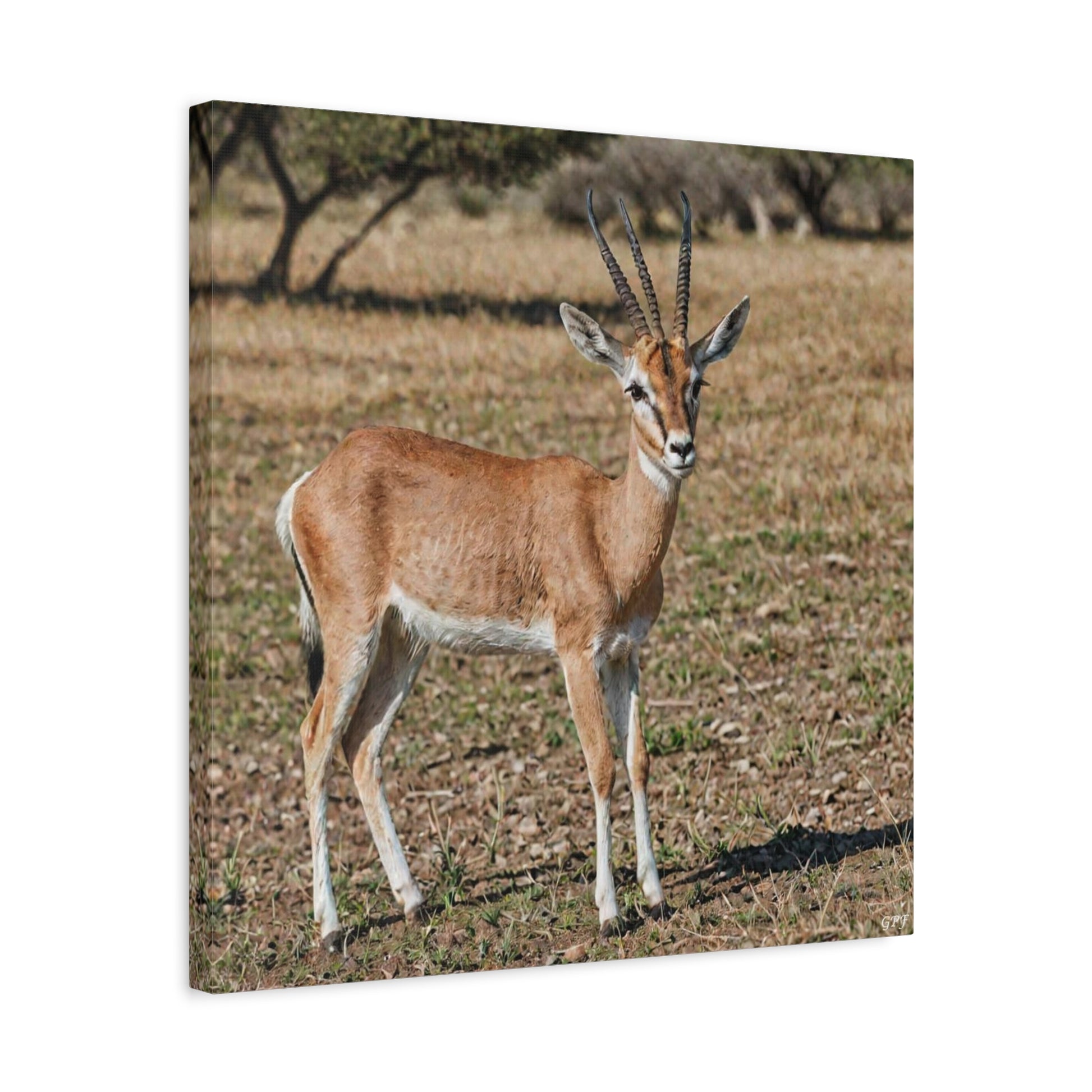 Gazelle (036) - Great Pictures Framed