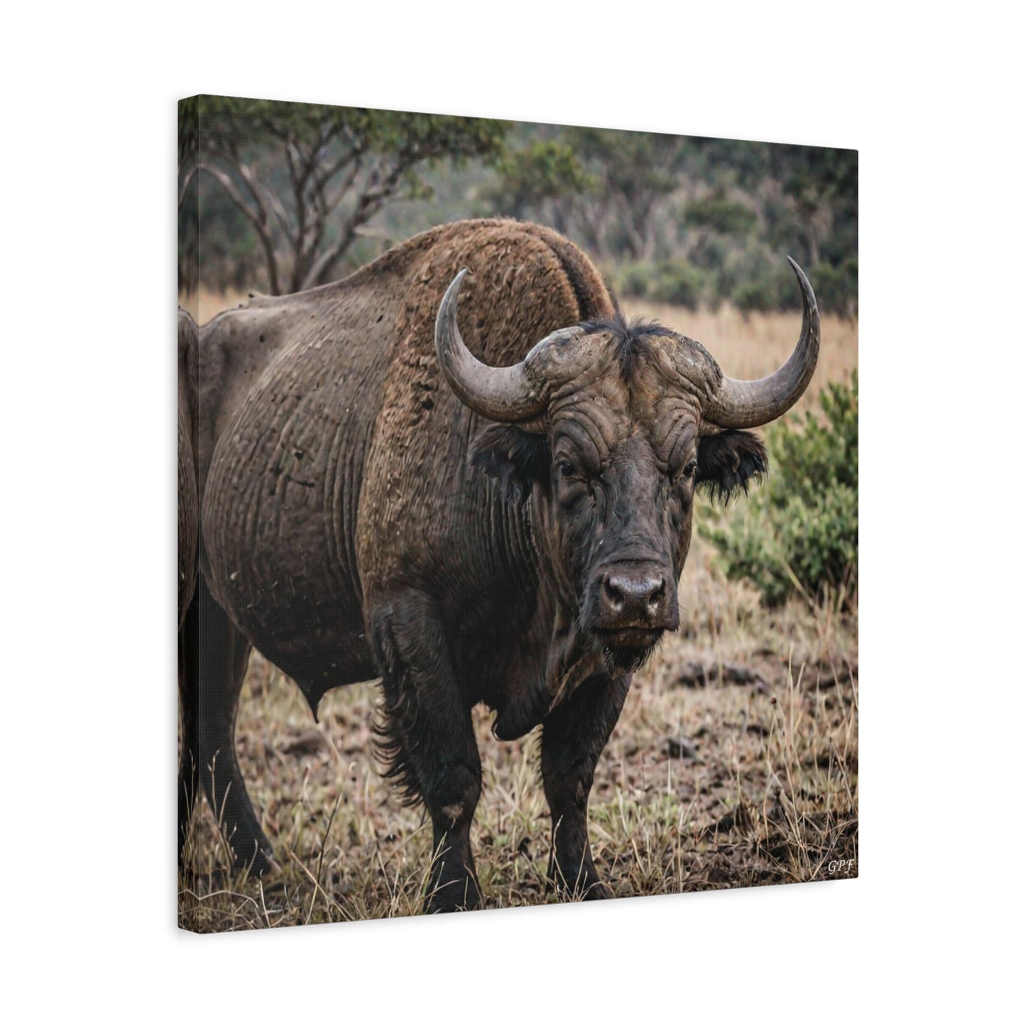 Cape buffalo (022) - Great Pictures Framed