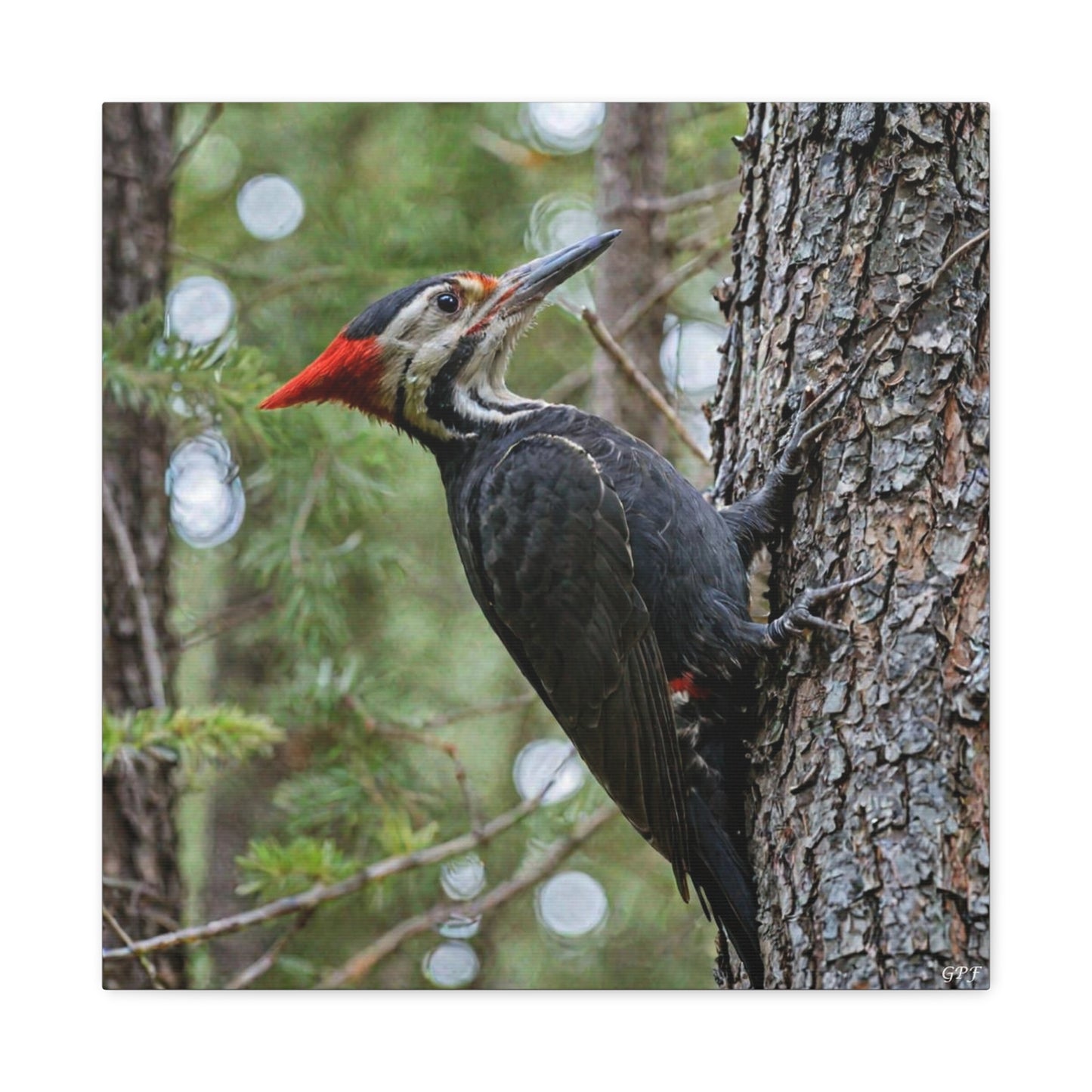 Pileated Woodpecker (0185) - Great Pictures Framed