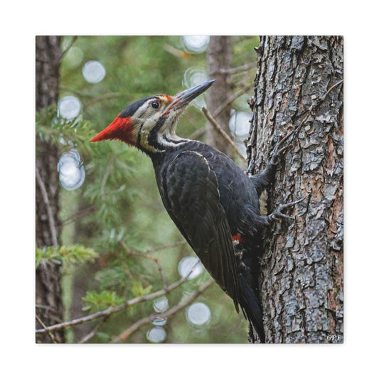Pileated Woodpecker (0185) - Great Pictures Framed