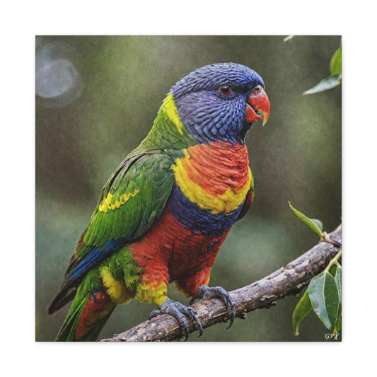 Rainbow Lorikeet (0108) - Great Pictures Framed