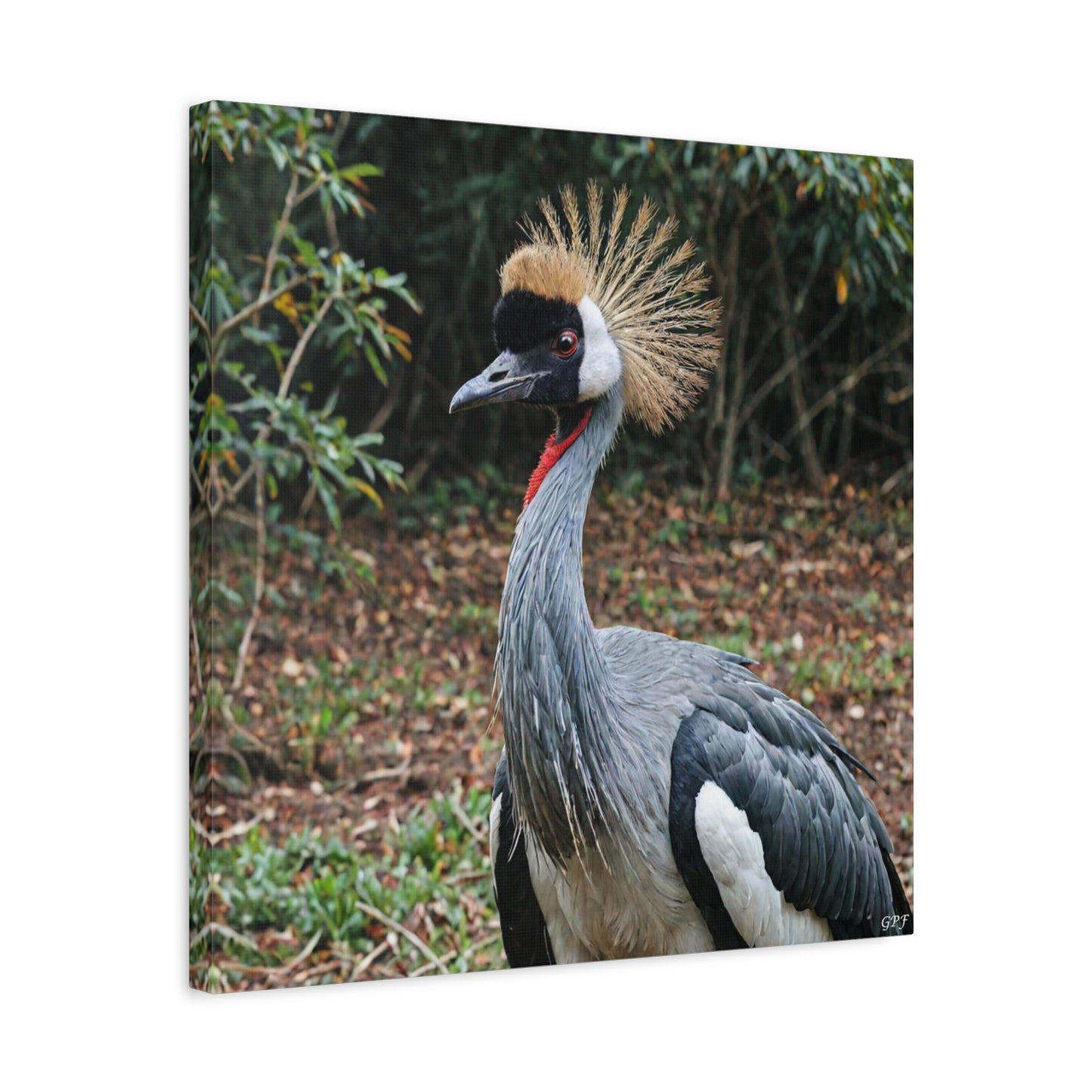 Grey Crowned Crane (0014) - Great Pictures Framed