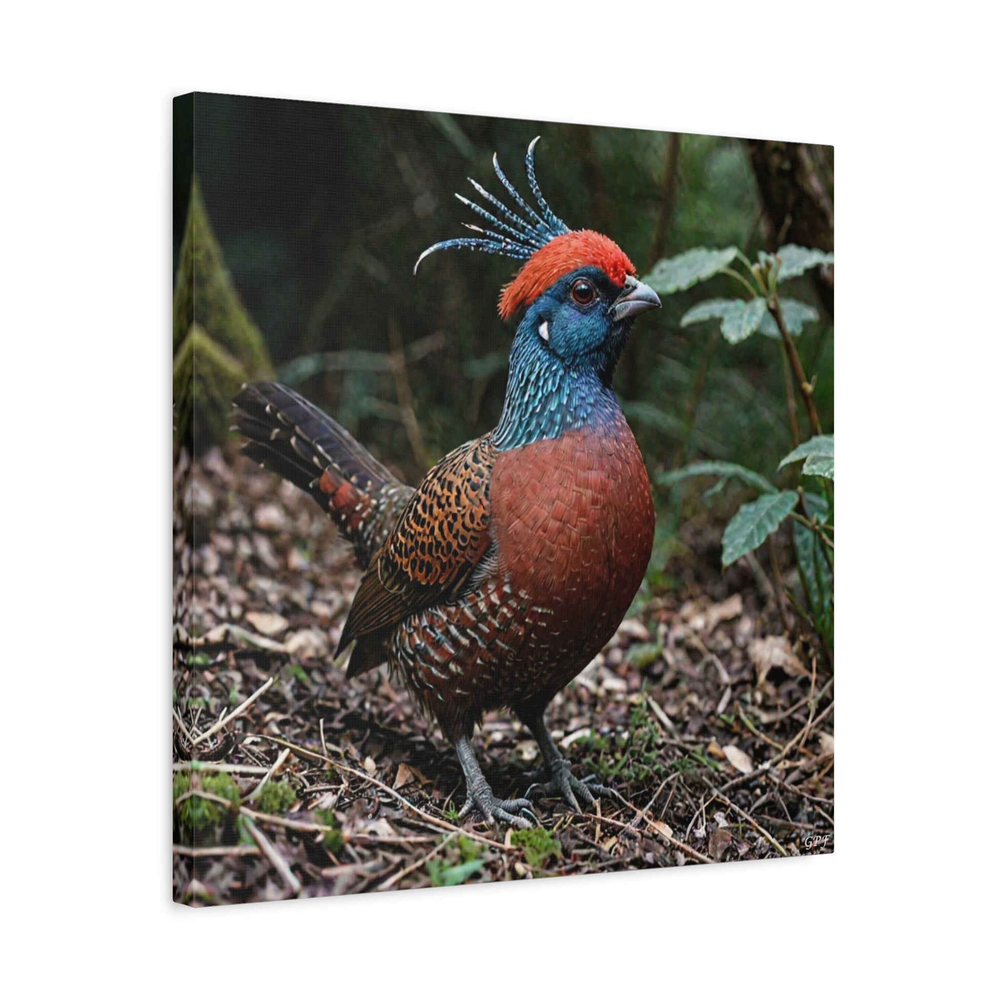 Satyr Tragopan (0074) - Great Pictures Framed