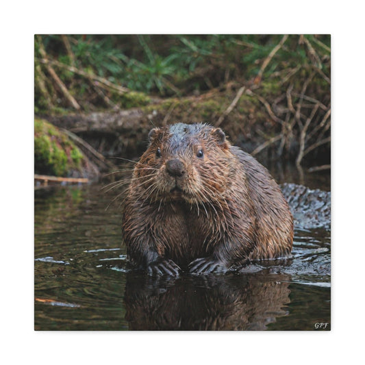 Eurasian Beaver (152) - Great Pictures Framed