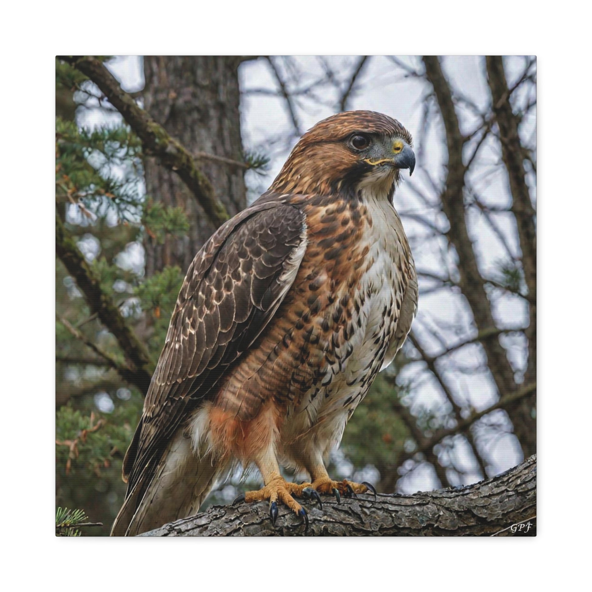 Red-tailed Hawk (0188) - Great Pictures Framed