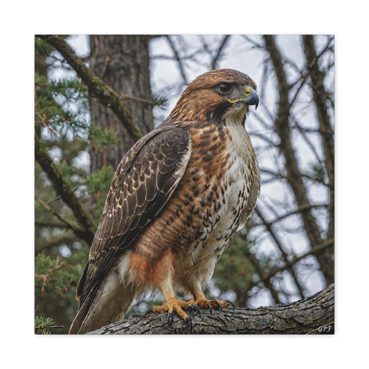 Red-tailed Hawk (0188) - Great Pictures Framed