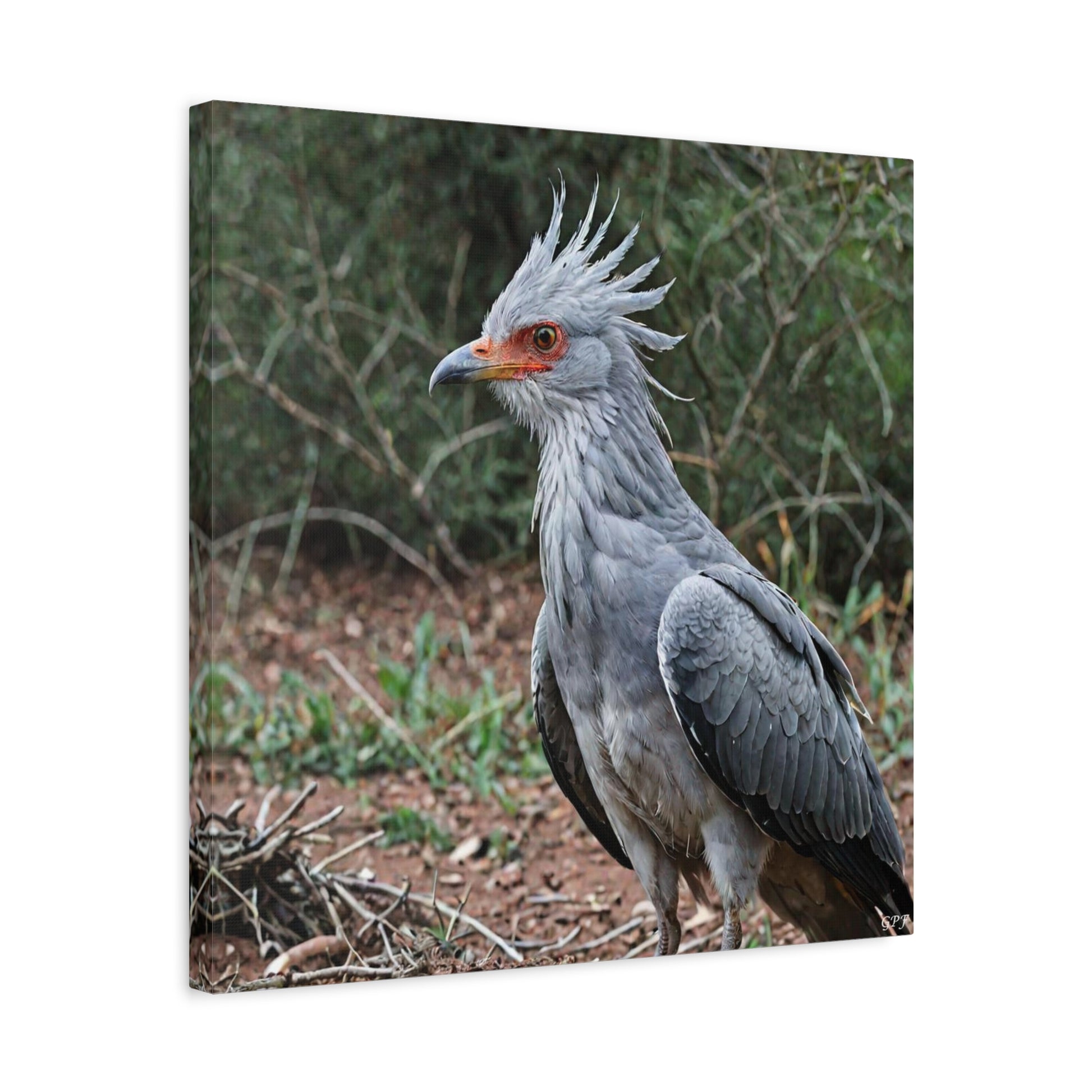 Secretary Bird (0030) - Great Pictures Framed