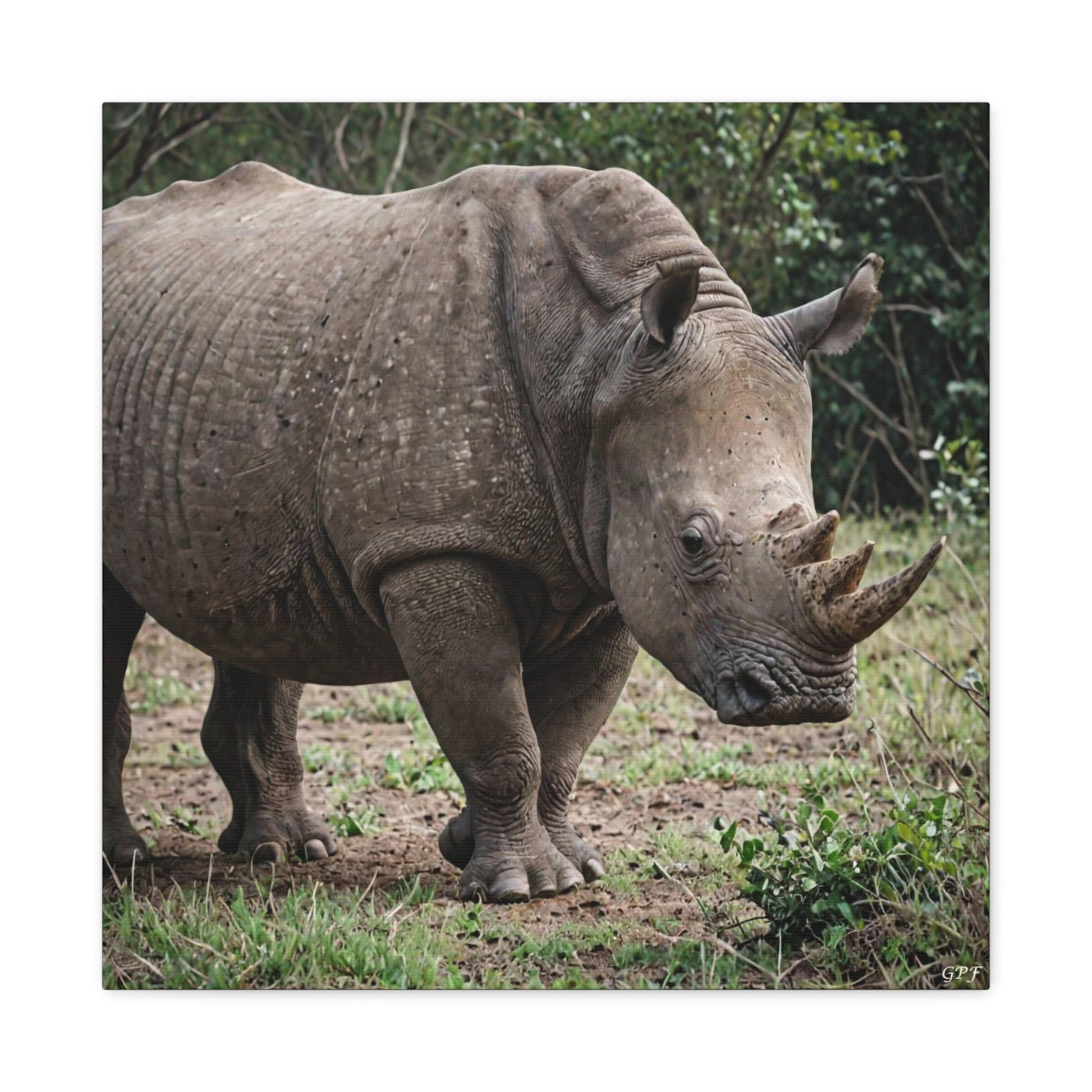 Rhinoceros (011) - Great Pictures Framed