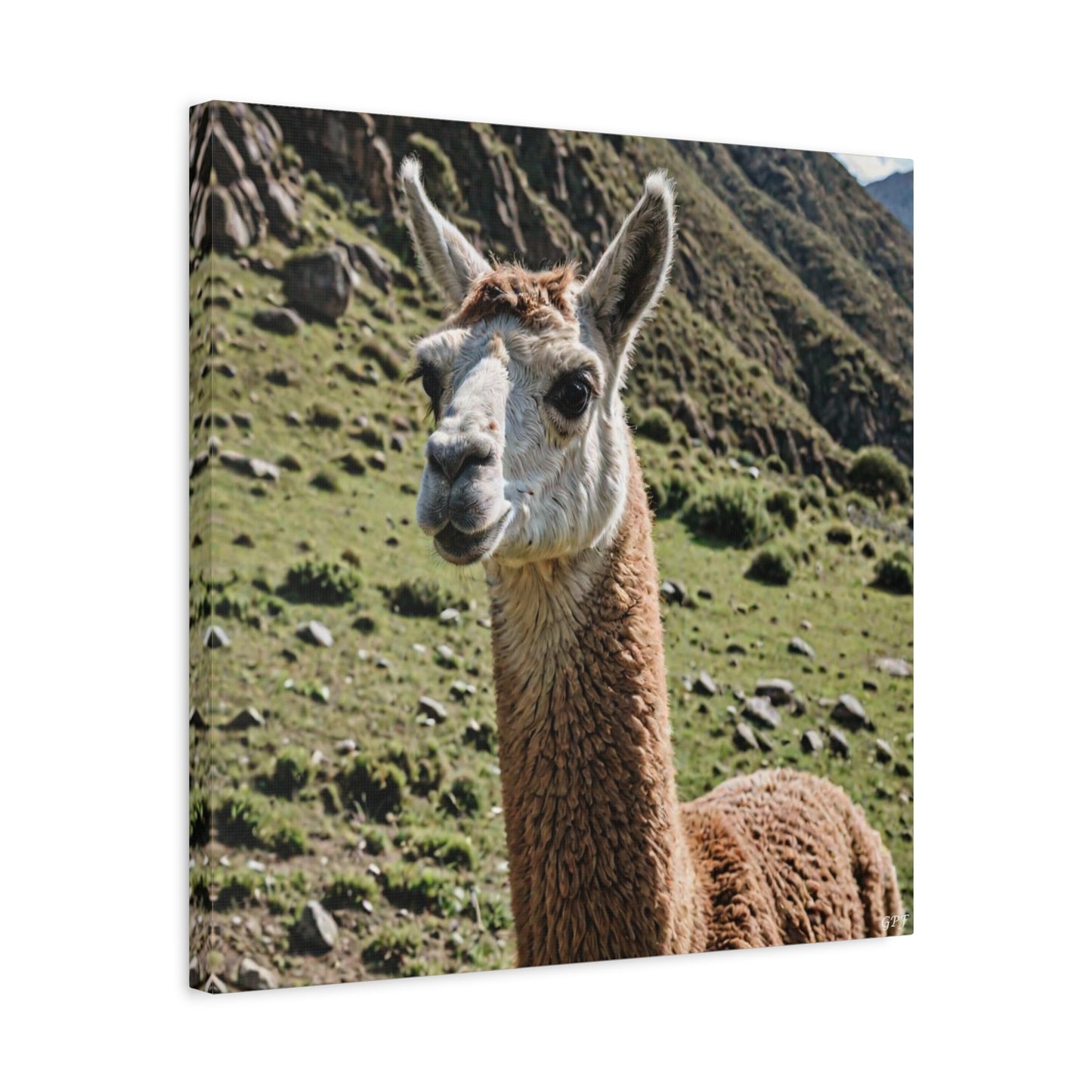 Llama (083) - Great Pictures Framed