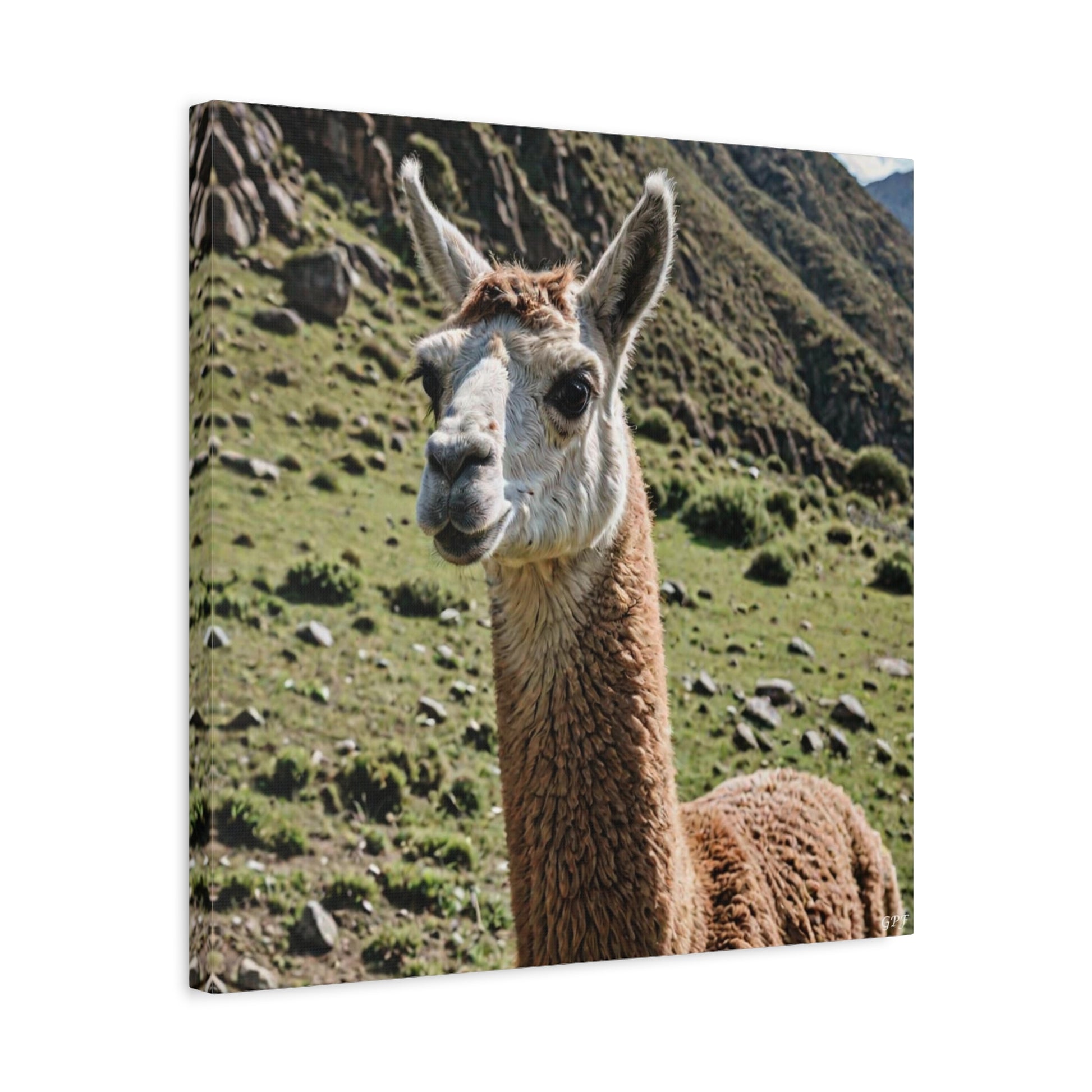 Llama (083) - Great Pictures Framed