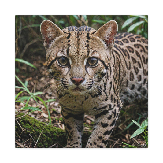 Ocelot (096) - Great Pictures Framed