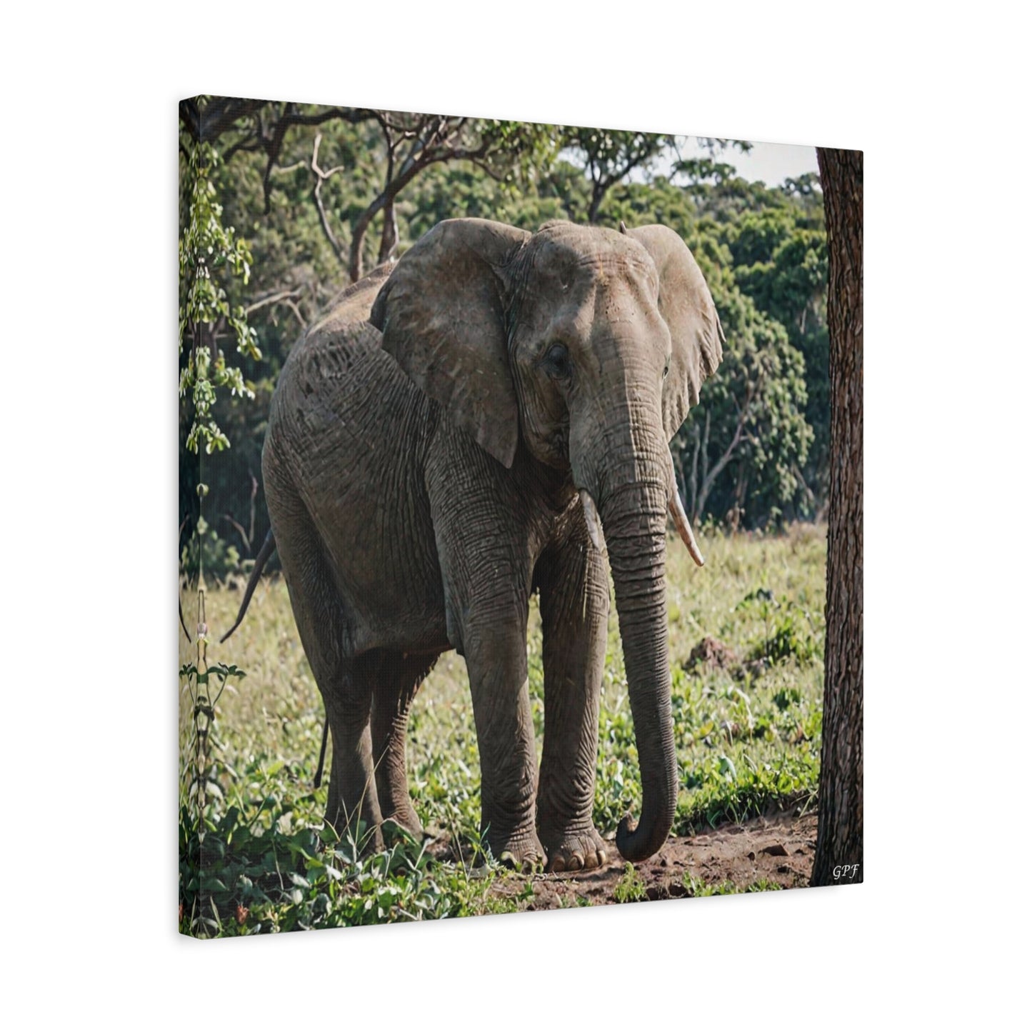 Elephant (003) - Great Pictures Framed