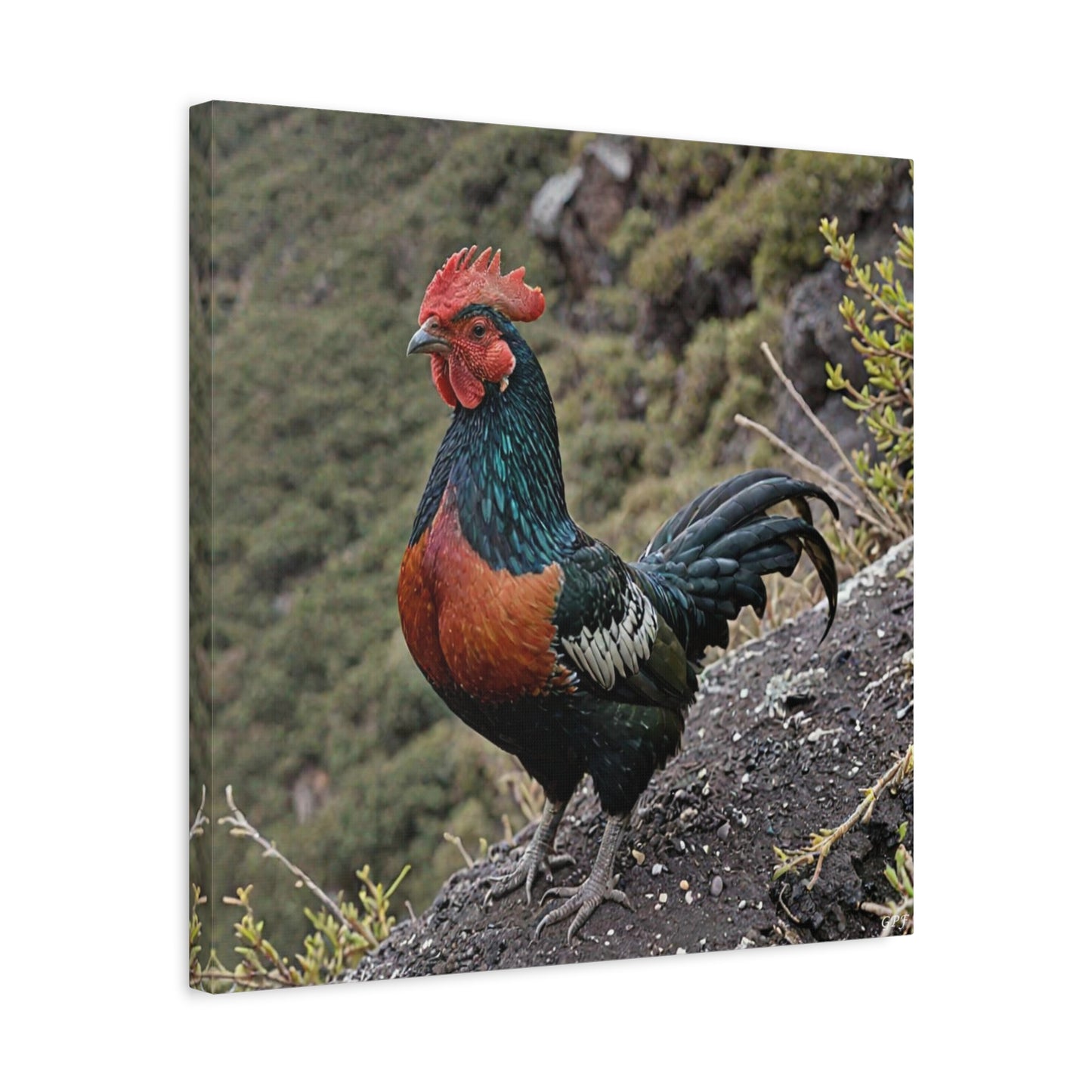 Andean Cock-of-the-rock (0203) - Great Pictures Framed