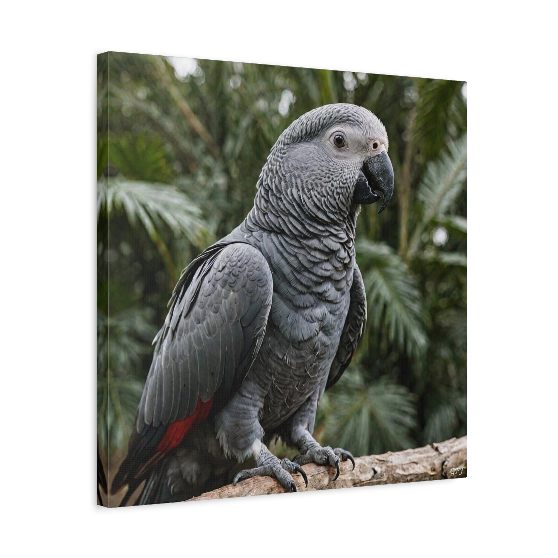 African Grey Parrot (0005) - Great Pictures Framed